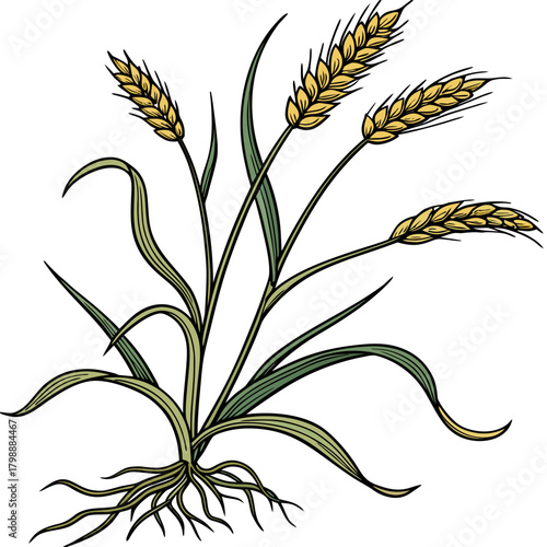 Illustration of a healthy wheat plant with golden ears of grain and visible roots on a white background