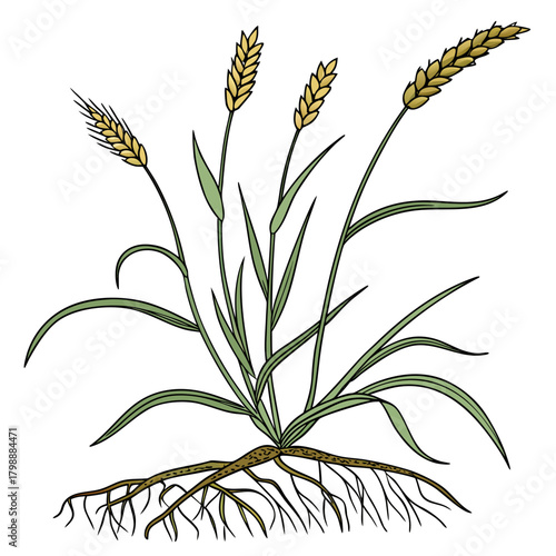 Illustration of a healthy wheat plant with mature golden grain heads and a complex root system