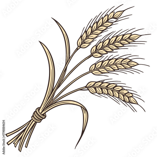 A bunch of golden wheat stalks tied together with a rustic twine on a white background