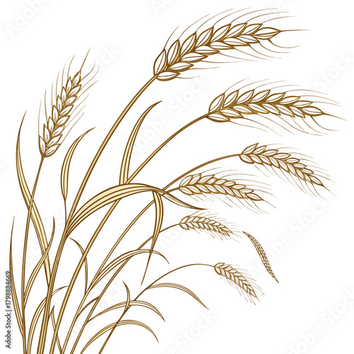 Stylized illustration of golden wheat stalks and leaves against a clean white background