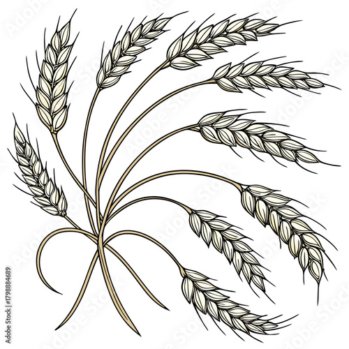 A stylized illustration of a bunch of ripe wheat stalks tied together with a bow on a white background
