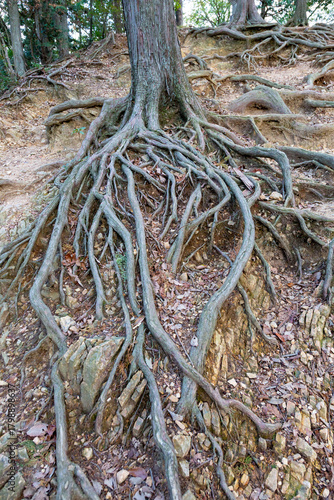 地面が削れてむき出しになった木の根