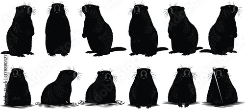 Groundhog silhouette vector, marmot emergence poses, seasonal animal behavior, wildlife motion sequence, standing groundhog clipart, black animal icons, nature observation graphics