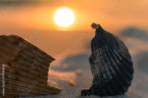 sunset with shells