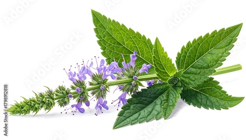 Detailed close-up of Blooming Agastache flower with green leaves on white background