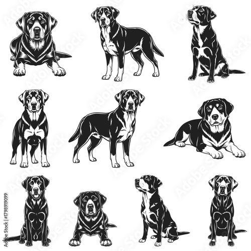 Labrador Retriever Dog Vector Set, Vintage Engraving Style Illustrations