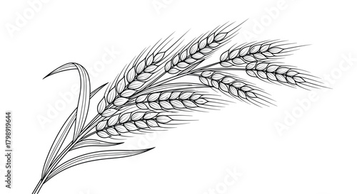 A detailed illustration of a bundle of wheat stalks with their distinct grains and leaves.