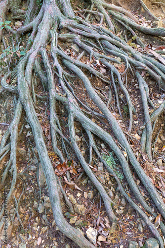 地面が削れてむき出しになった木の根