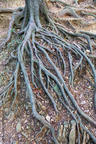 地面が削れてむき出しになった木の根