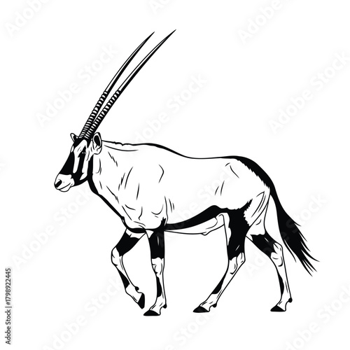 Vector illustration of oryx antelope walking