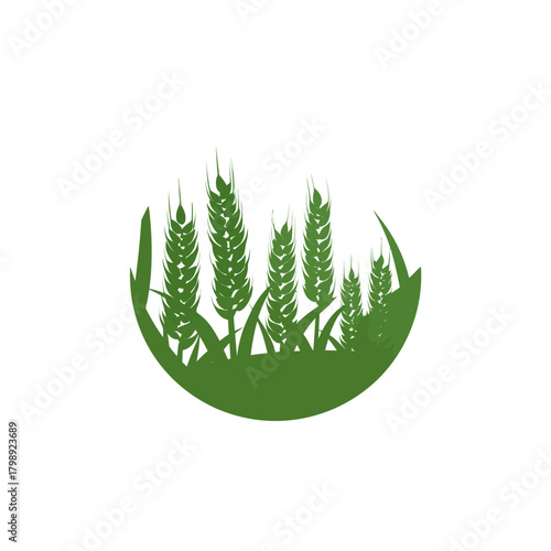 Green wheat stalks growing in field against white background for design