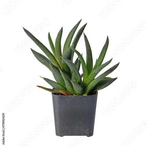Potted Succulent: Close-up of a colorful succulent with long, slender leaves growing in a square pot.