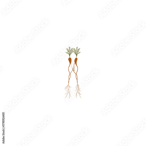 Freshly harvested carrots with tops isolated on white background