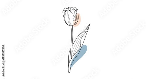 A minimal line drawing of a single tulip with subtle blush and blue watercolor accents.