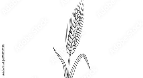 A detailed illustration of a single stalk of wheat with leaves depicted in a sketch style.