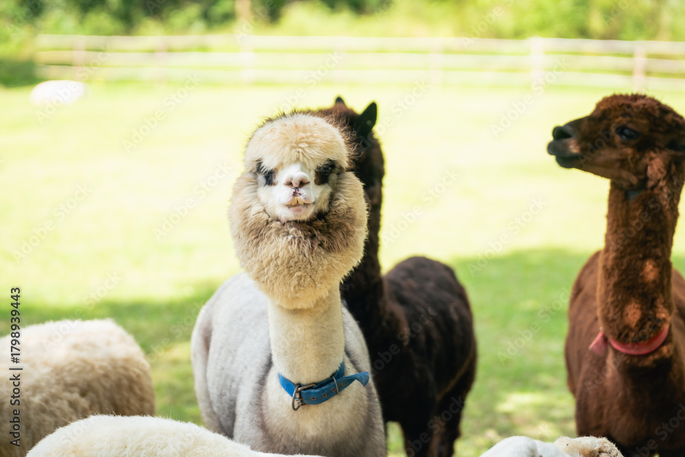 Obraz premium Playful alpacas in a sunny field displaying unique fluffy coats and charming expressions, showcasing the beauty of nature and farm life in a serene setting