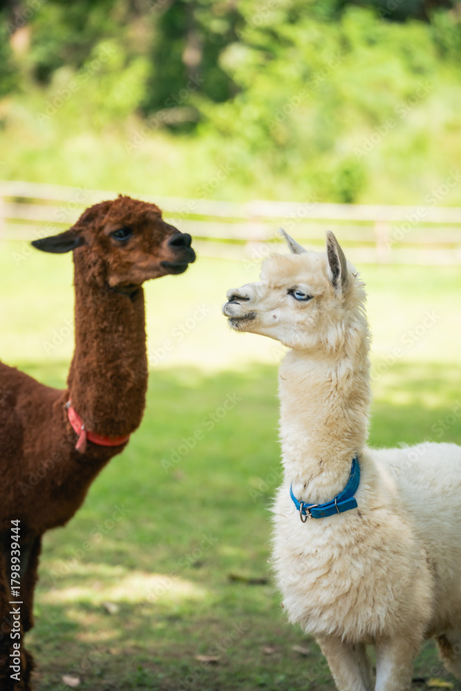 Naklejka premium Two Adorable Alpacas in a Lush Green Pasture with Bright Sunlight Highlighting Their Unique Features and Playful Interactions in Nature