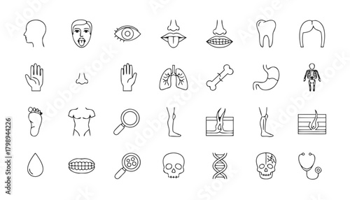 Human Body and Organ Line Icons – Medical Anatomy Vector Set