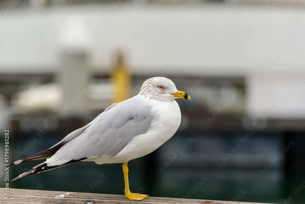 Obraz premium Ring-billed Gull Standing on Dock Railing, Shoreline Village, Long Beach, California