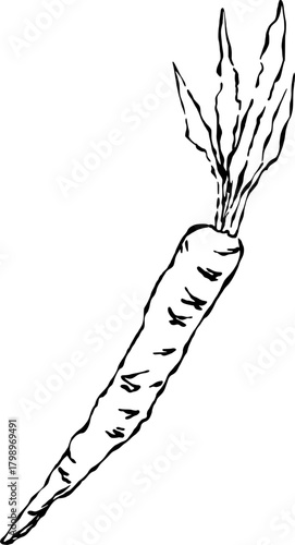 hand drawn vector illustration of a carrot