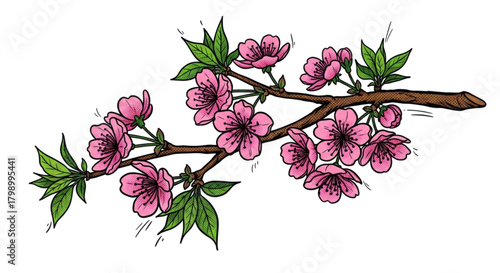 Cherry blossom branch