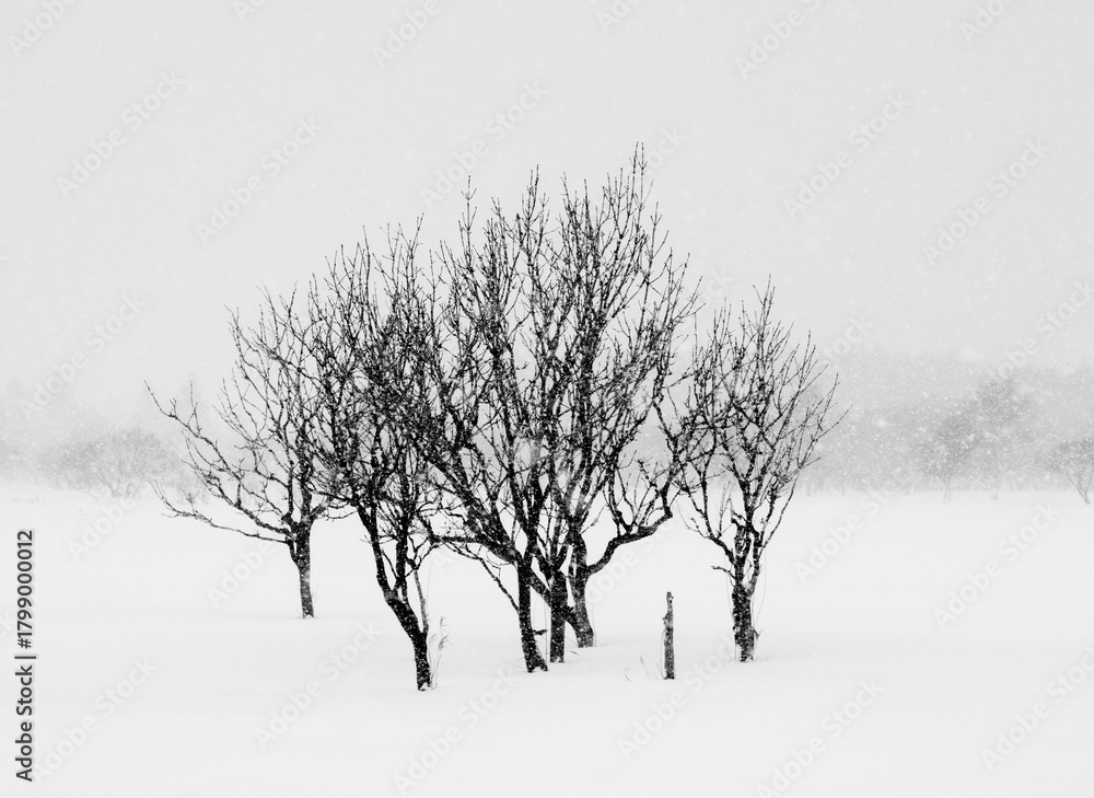 Fototapeta premium Silent trees standing in a snowstorm in Wakkanai