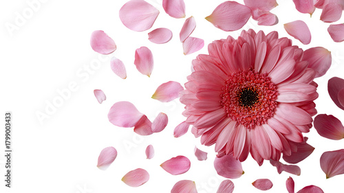 Pink gerbera flower blossom isolated on white background with summer beauty and floral nature