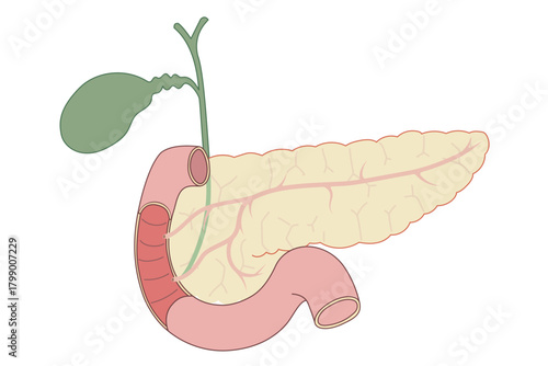 膵臓から胆のう、内臓と十二指腸のイラスト