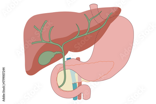 膵臓から胆のう、内臓と十二指腸のイラスト