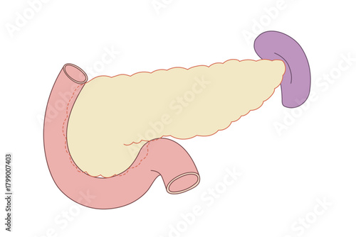膵臓から胆のう、内臓と十二指腸のイラスト
