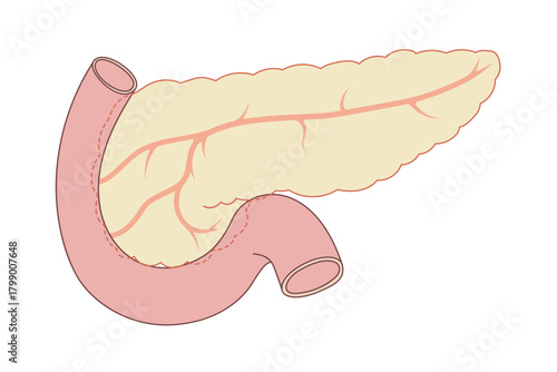 膵臓から胆のう、内臓と十二指腸のイラスト