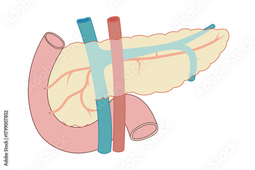 膵臓から胆のう、内臓と十二指腸のイラスト