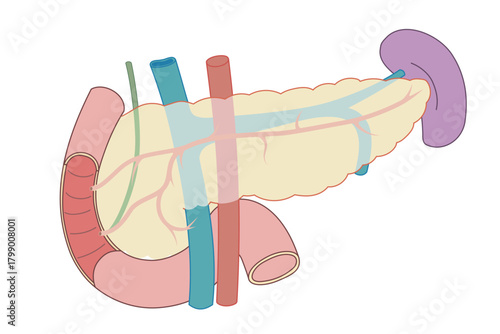 膵臓から胆のう、内臓と十二指腸のイラスト