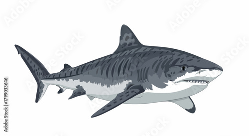 Frontal Tiger Shark Illustration