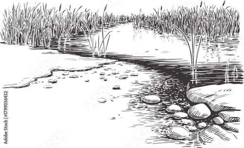 Black white ink reeds water stones vector