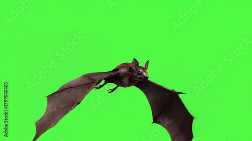 Bat in flight, green screen background, perfect for compositing, advertising, and design