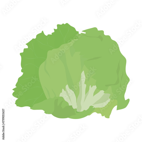 レタス　葉物野菜のイラスト素材