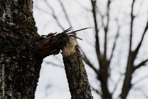 Freshly broken limb hanging from tree with cracked bark and jagged break point, illustrating natural stress failure, woodland damage and impact on overall branch structure
