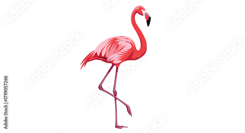 A beautiful pink flamingo stands on one leg in a white background.