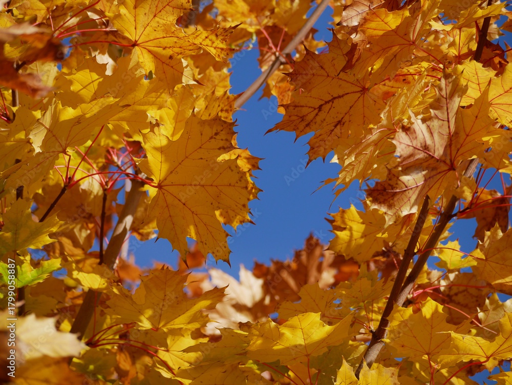 Fototapeta premium bright sunny yellow maple leaves durin indian summer with blue sky in background