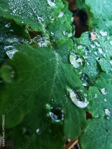 Macro photography of a green plant with dew on the leaves