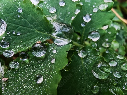Macro photography of a green plant with dew on the leaves