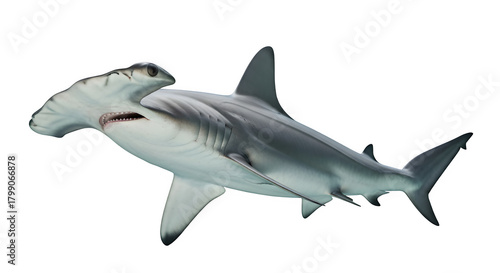 Hammerhead Shark PNG. Distinctive Head Shape, Ocean Predator, and Marine Animal Wildlife. isolated on white or transparent background. PNG. Unique Species Graphic