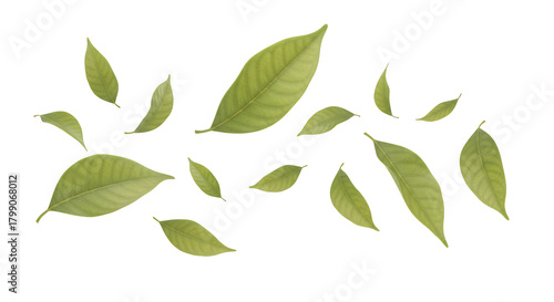 A beautiful array of fresh green leaves floating and falling through the air, isolated on a clean white background for a natural design element