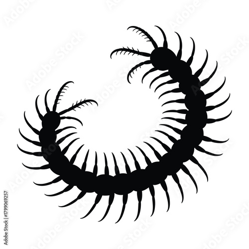 Centipede with detailed legs spread Vector, Silhouette, Illustration