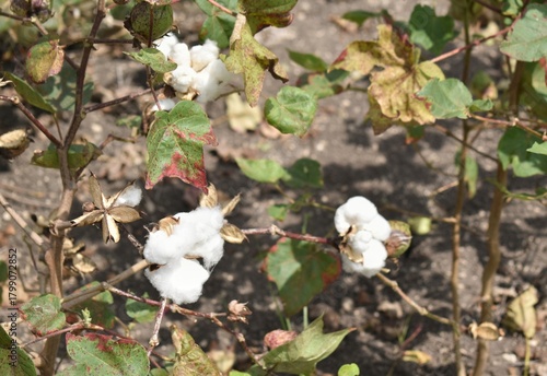 Image of cotton boll ready for harvest