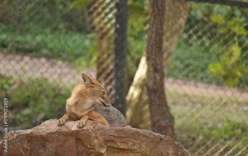 Image of a golden Jackal resting on a Stone
