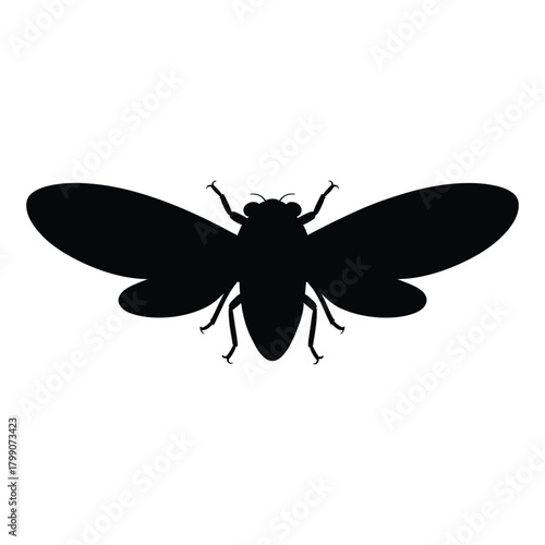 Cicada with wings spread top view Vector, Silhouette, Illustration