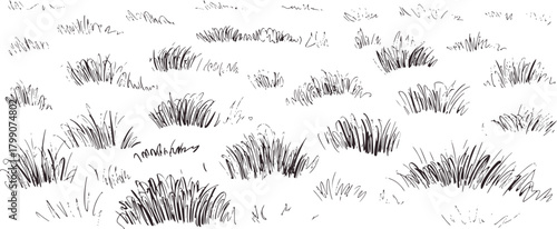 Black and white sketch grass clumps nature
