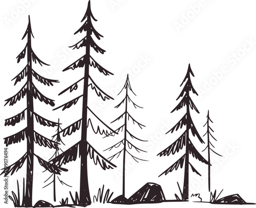 Tall evergreen trees in a forest nature black